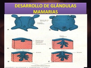 DESARROLLO DE GLÁNDULAS MAMARIAS 