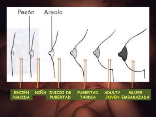 RECIÉN NACIDA NIÑA INICIO DE PUBERTAD PUBERTAD TARDIA ADULTA   JOVEN MUJER EMBARAZADA 