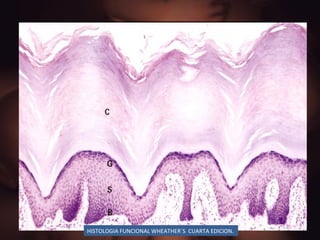 HISTOLOGIA FUNCIONAL WHEATHER`S  CUARTA EDICION. 