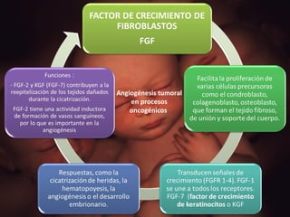 Angiogénesis tumoral en procesos oncogénicos . 