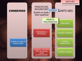 SIGUE LA PROLIFERACION INTERMEDIA SEXTO MES CITODIFERENCIACION 