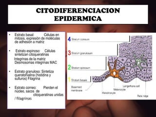 CITODIFERENCIACION EPIDERMICA Estrato basal:  Células en mitosis, expresión de moléculas de adhesión a matriz Estrato espinoso:  Células sintetizan citoqueratinas Integrinas de la matriz Desmosomas integrinas MAC Estrato granuloso: Sintetiza queratohialina (histidina y sulturos) Filagrina Estrato corneo:  Pierden el núcleo, sacos  de    citoqueratinas unidas /  filagrinas  