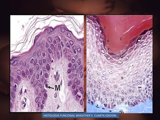 HISTOLOGIA FUNCIONAL WHEATHER`S  CUARTA EDICION. 