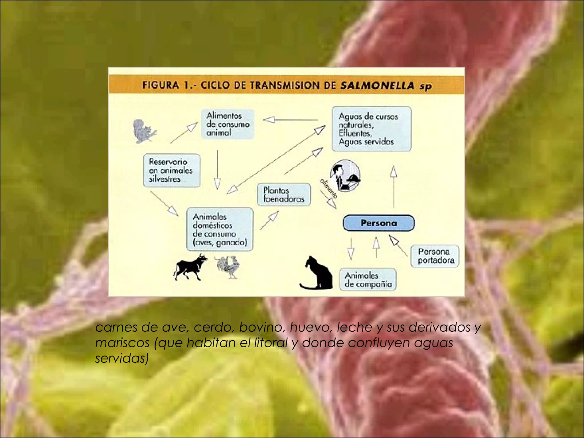 carnes de ave, cerdo, bovino, huevo, leche y sus derivados y
mariscos (que habitan el litoral y donde confluyen aguas
servidas)
 