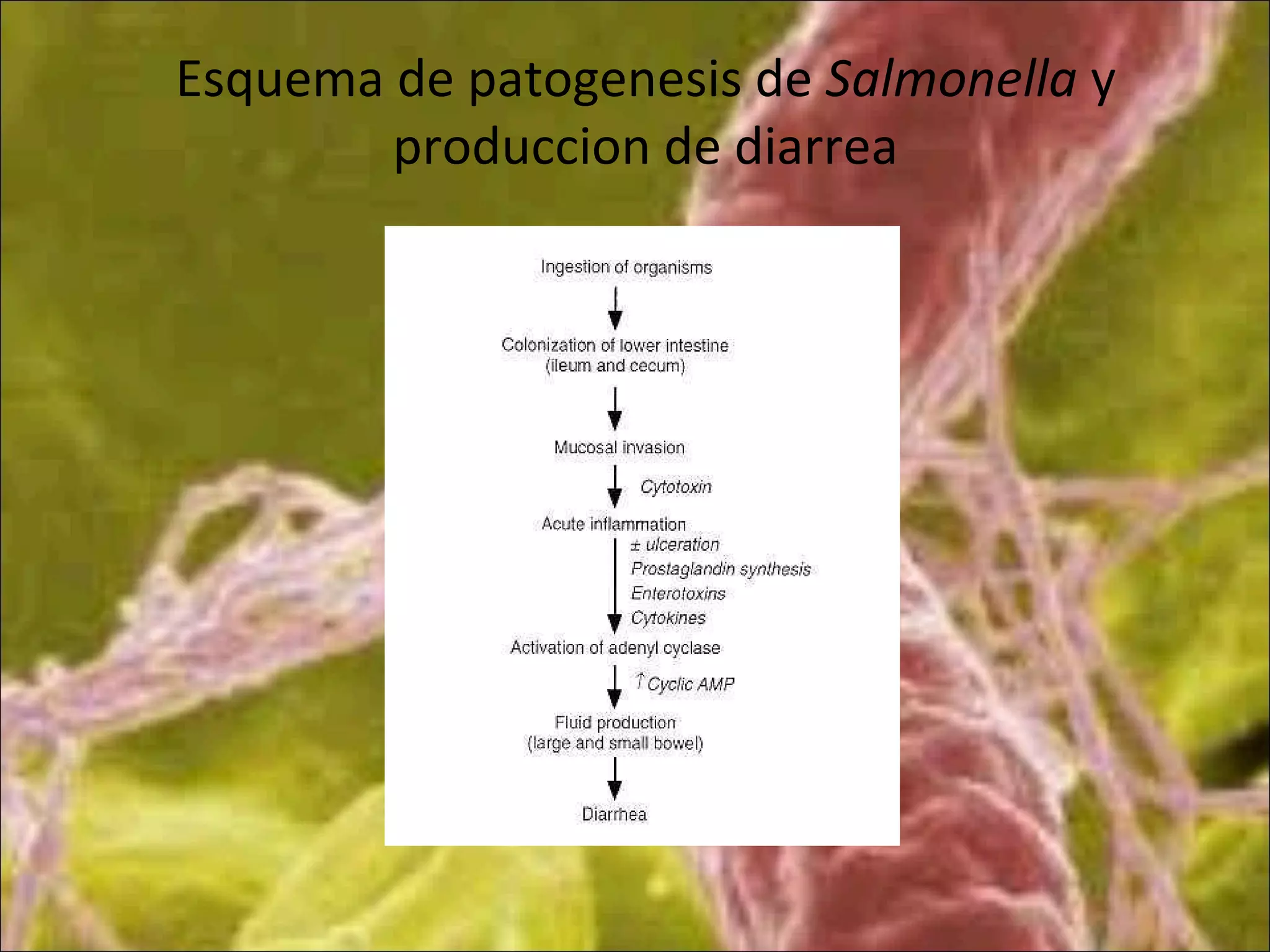 Esquema de patogenesis de Salmonella y
produccion de diarrea
 