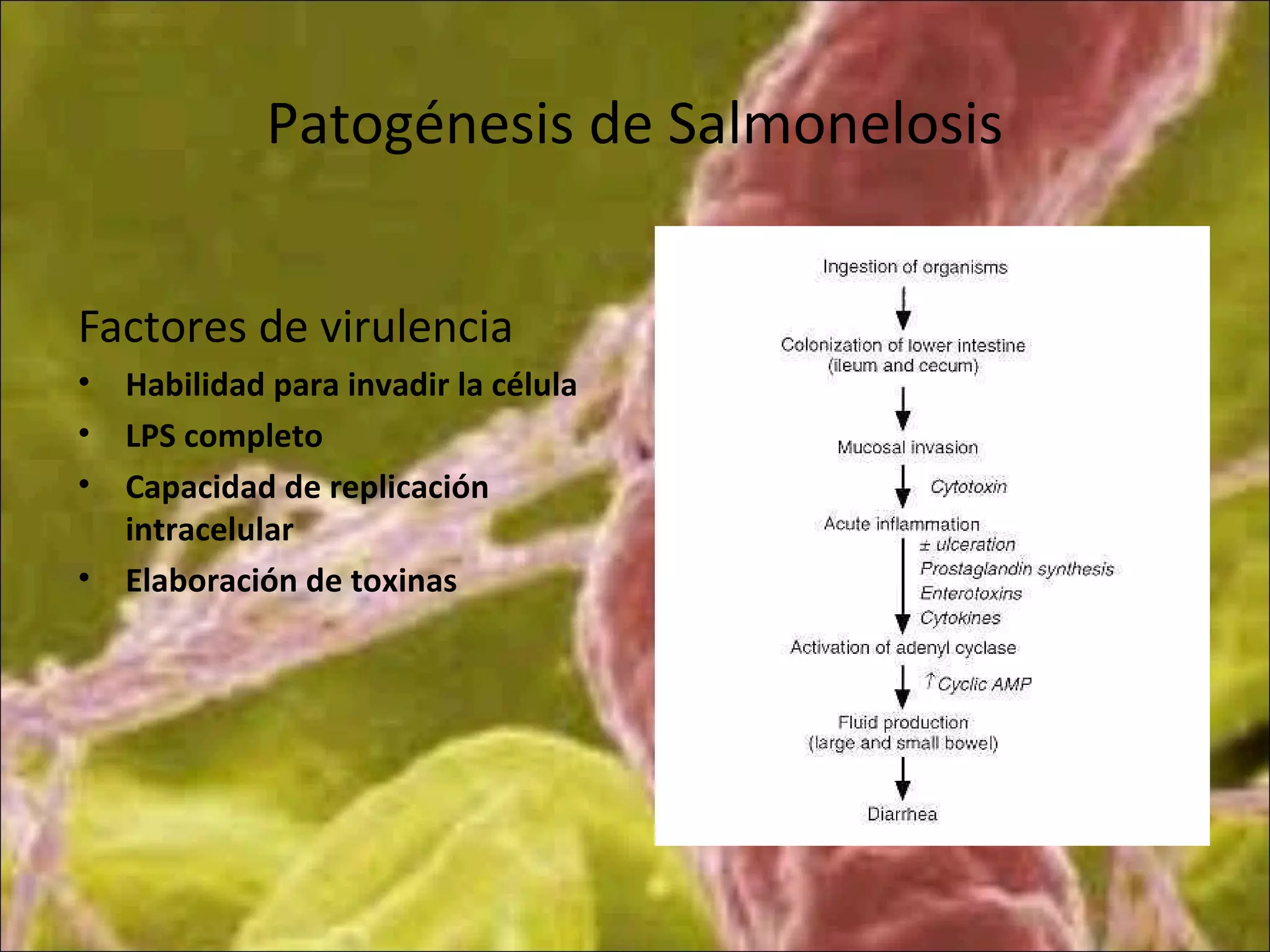Patogénesis de Salmonelosis
Factores de virulencia
• Habilidad para invadir la célula
• LPS completo
• Capacidad de replicación
intracelular
• Elaboración de toxinas
 