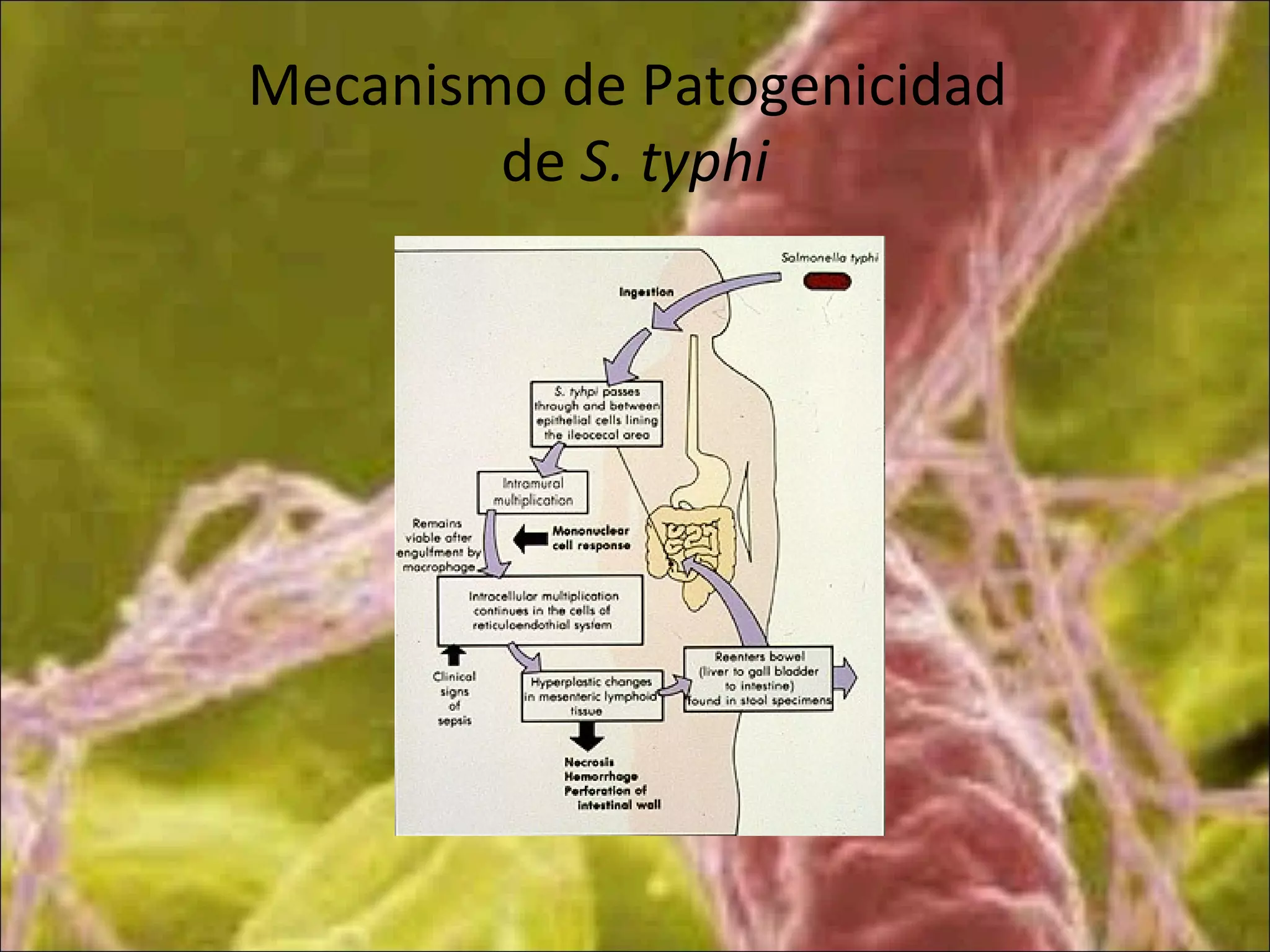 Mecanismo de Patogenicidad
de S. typhi
 