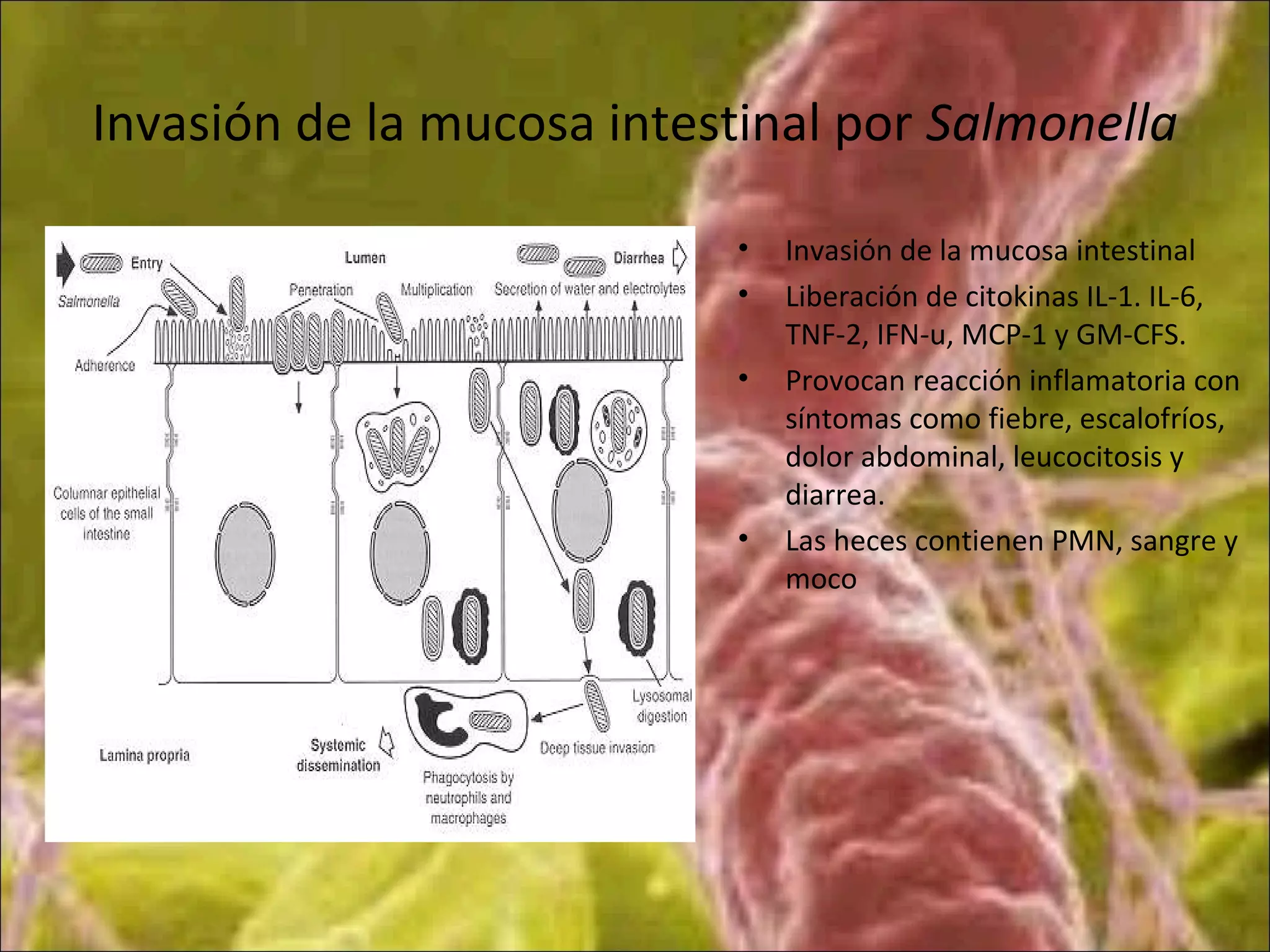 Invasión de la mucosa intestinal por Salmonella
• Invasión de la mucosa intestinal
• Liberación de citokinas IL-1. IL-6,
TNF-2, IFN-u, MCP-1 y GM-CFS.
• Provocan reacción inflamatoria con
síntomas como fiebre, escalofríos,
dolor abdominal, leucocitosis y
diarrea.
• Las heces contienen PMN, sangre y
moco
 