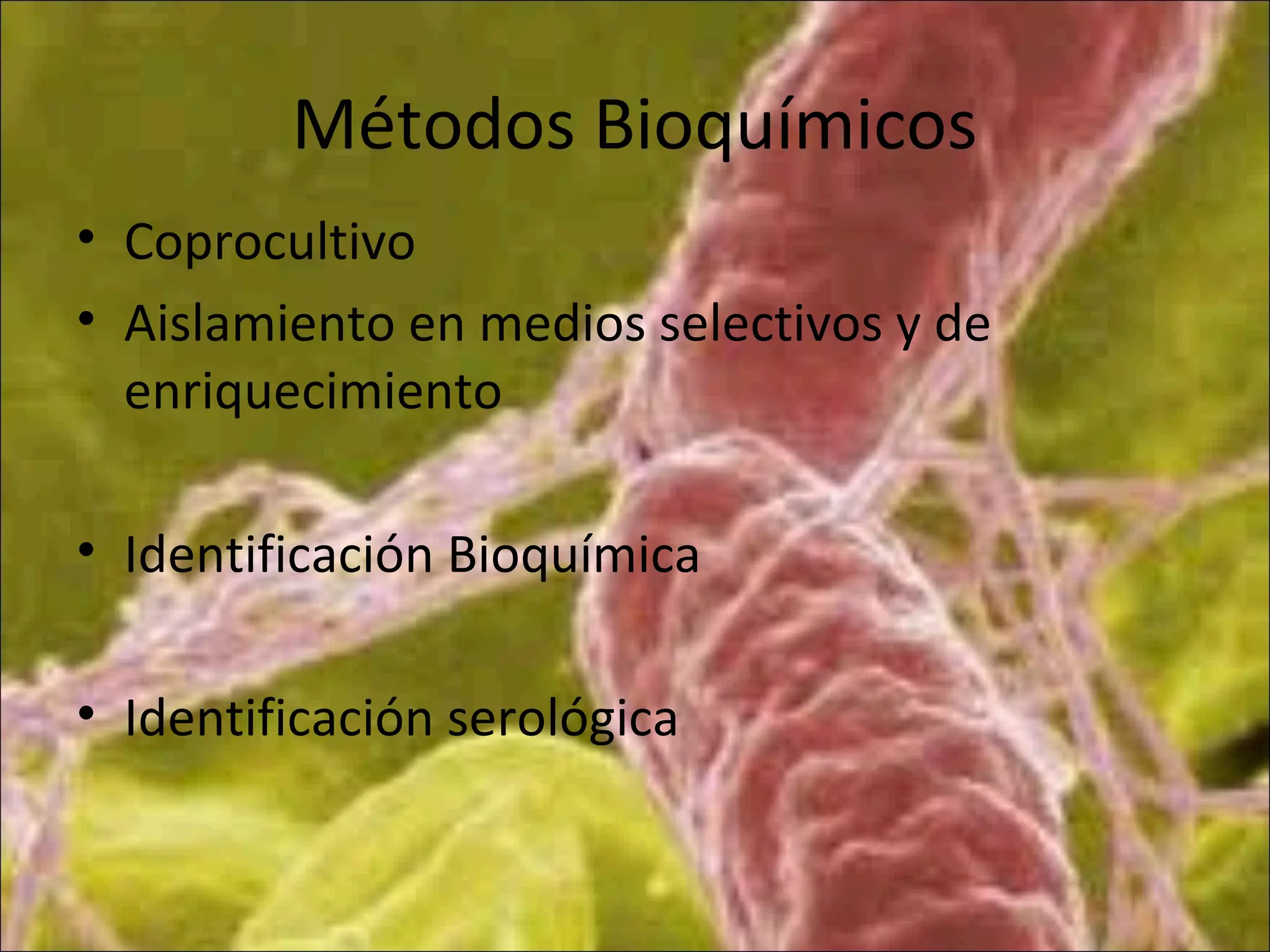 Métodos Bioquímicos
• Coprocultivo
• Aislamiento en medios selectivos y de
enriquecimiento
• Identificación Bioquímica
• Identificación serológica
 