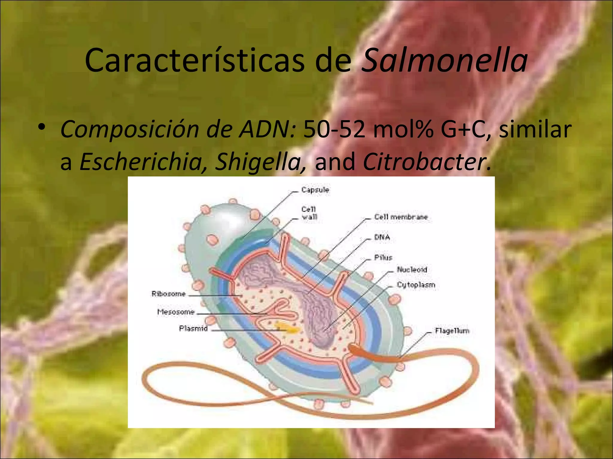 Características de Salmonella
• Composición de ADN: 50-52 mol% G+C, similar
a Escherichia, Shigella, and Citrobacter.
 