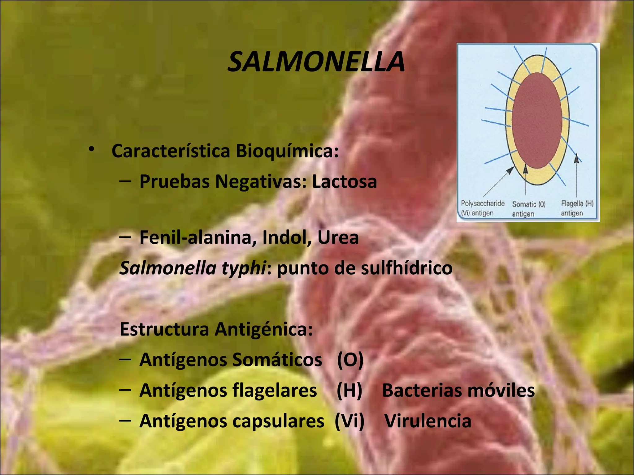 SALMONELLA
• Característica Bioquímica:
– Pruebas Negativas: Lactosa
– Fenil-alanina, Indol, Urea
Salmonella typhi: punto de sulfhídrico
Estructura Antigénica:
– Antígenos Somáticos (O)
– Antígenos flagelares (H) Bacterias móviles
– Antígenos capsulares (Vi) Virulencia
 
