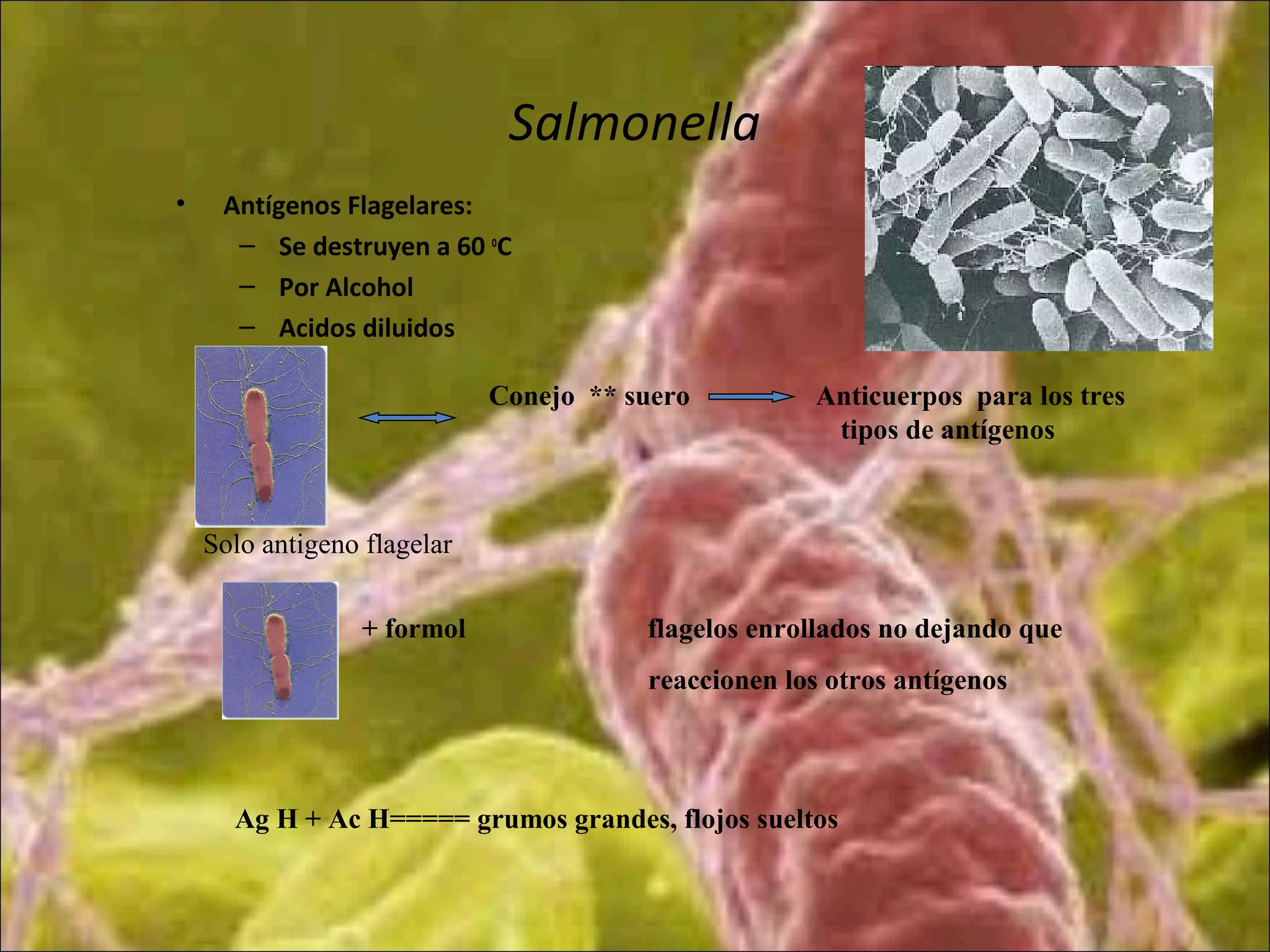 Salmonella
• Antígenos Flagelares:
– Se destruyen a 60 o
C
– Por Alcohol
– Acidos diluidos
Conejo ** suero Anticuerpos para los tres
tipos de antígenos
Solo antigeno flagelar
+ formol flagelos enrollados no dejando que
reaccionen los otros antígenos
Ag H + Ac H===== grumos grandes, flojos sueltos
 