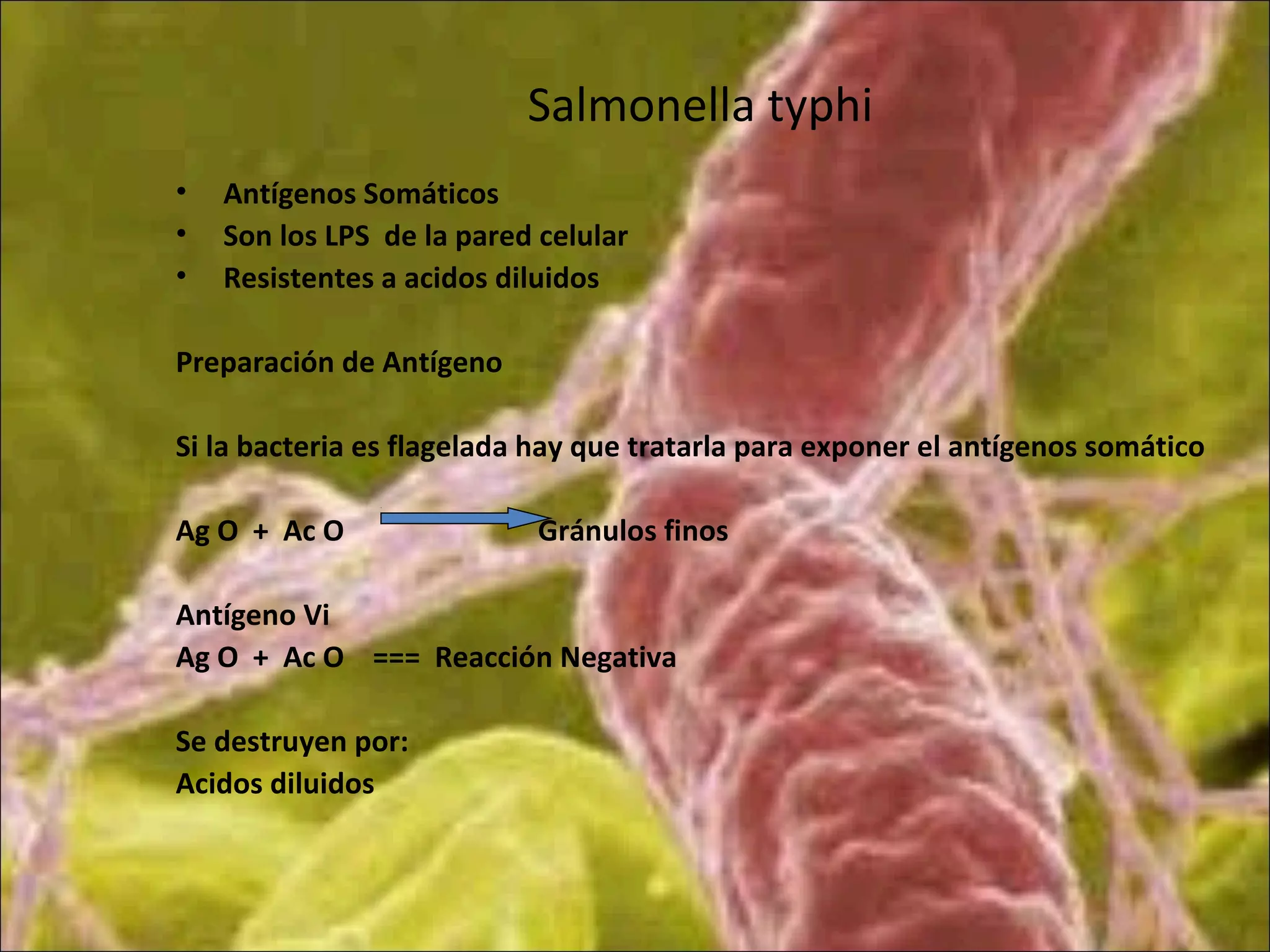 Salmonella typhi
• Antígenos Somáticos
• Son los LPS de la pared celular
• Resistentes a acidos diluidos
Preparación de Antígeno
Si la bacteria es flagelada hay que tratarla para exponer el antígenos somático
Ag O + Ac O Gránulos finos
Antígeno Vi
Ag O + Ac O === Reacción Negativa
Se destruyen por:
Acidos diluidos
 