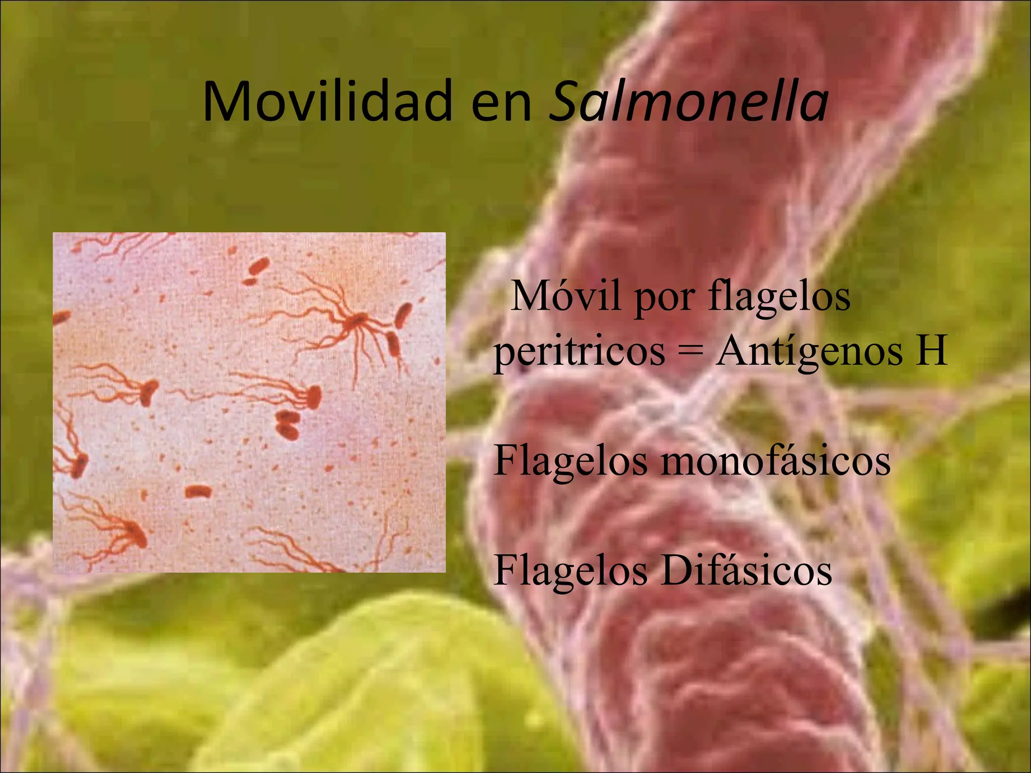 Móvil por flagelos
peritricos = Antígenos H
Flagelos monofásicos
Flagelos Difásicos
Movilidad en Salmonella
 