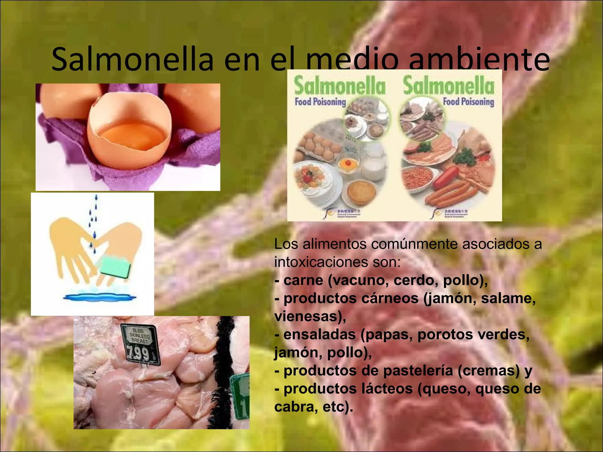 Salmonella en el medio ambiente
Los alimentos comúnmente asociados a
intoxicaciones son:
- carne (vacuno, cerdo, pollo),
- productos cárneos (jamón, salame,
vienesas),
- ensaladas (papas, porotos verdes,
jamón, pollo),
- productos de pastelería (cremas) y
- productos lácteos (queso, queso de
cabra, etc).
 