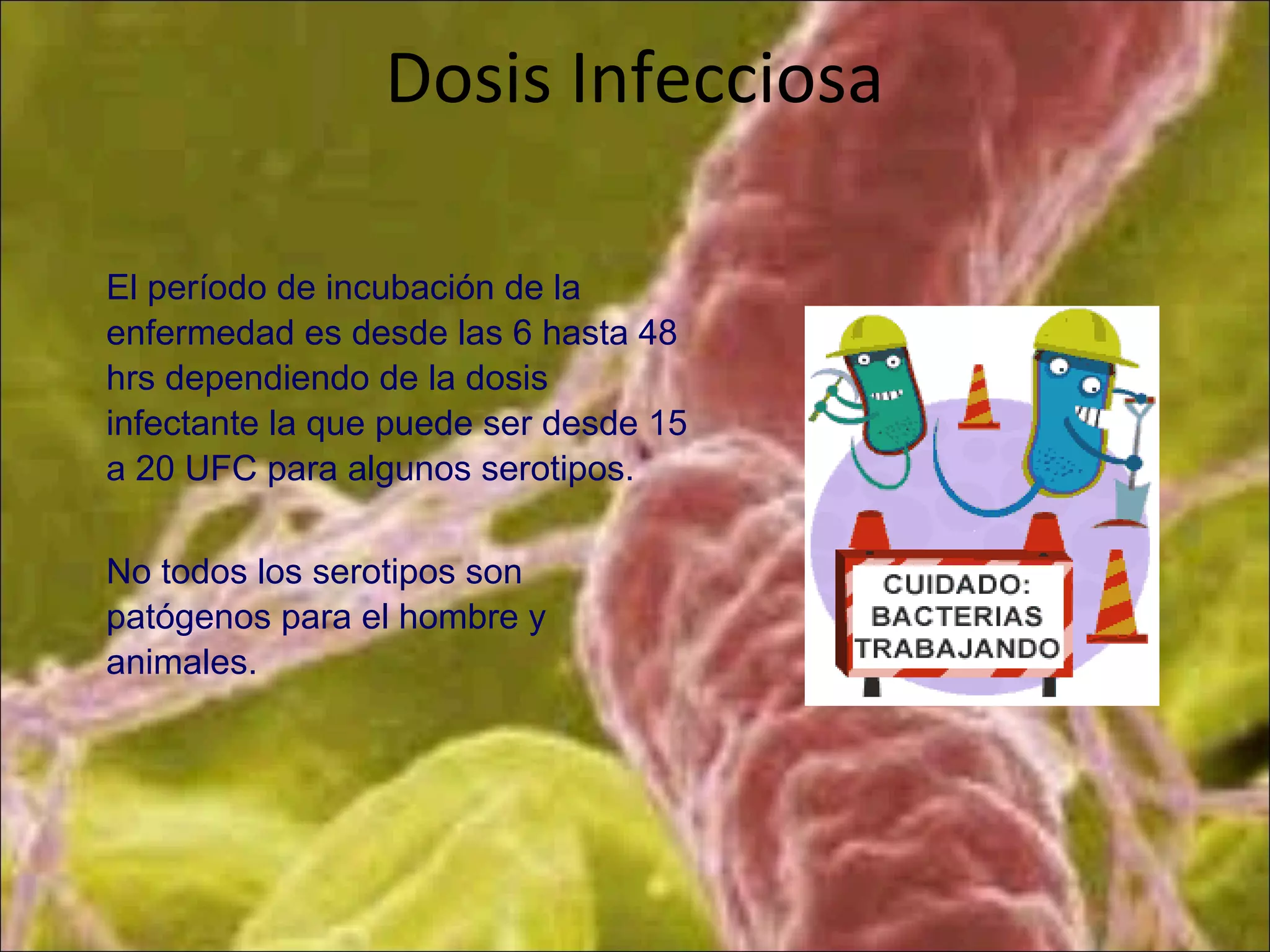 Dosis Infecciosa
El período de incubación de la
enfermedad es desde las 6 hasta 48
hrs dependiendo de la dosis
infectante la que puede ser desde 15
a 20 UFC para algunos serotipos.
No todos los serotipos son
patógenos para el hombre y
animales.
 