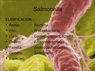 Salmonella
CLASIFICACION :
• Reino:        Bacteria
• Filo:         Proteobacteria
• Clase:        Gammaproteobacteria
• Orden:        Enterobacteriales
• Familia       Enterobacteriaceae
• Genero:       Salmonella
• Especies:
 