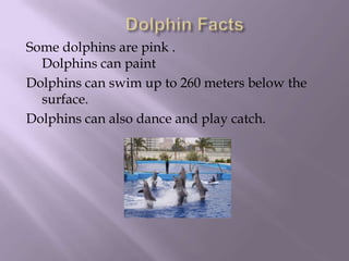 Dolphin FactsSome dolphins are pink .                                                   Dolphins can paintDolphins can swim up to 260 meters below the surface.Dolphins can also dance and play catch.