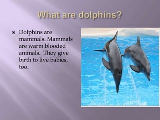 What are dolphins?Dolphins are mammals. Mammals are warm blooded animals.  They give birth to live babies, too.