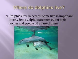 Where do dolphins live?Dolphins live in oceans. Some live in important rivers. Some dolphins are took out of their homes and people take care of them.