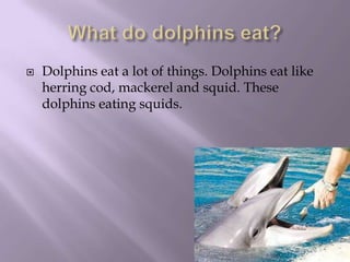 What do dolphins eat?Dolphins eat a lot of things. Dolphins eat like herring cod, mackerel and squid. These dolphins eating squids.