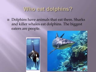 Who eat dolphins?Dolphins have animals that eat them. Sharks and killer whales eat dolphins. The biggest eaters are people.