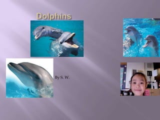 Dolphins By S. W. 