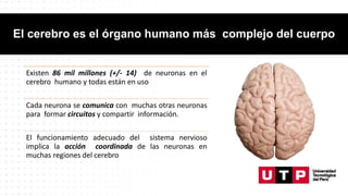 El cerebro es el órgano humano más complejo del cuerpo
Existen 86 mil millones (+/- 14) de neuronas en el
cerebro humano y todas están en uso
Cada neurona se comunica con muchas otras neuronas
para formar circuitos y compartir información.
El funcionamiento adecuado del sistema nervioso
implica la acción coordinada de las neuronas en
muchas regiones del cerebro
 