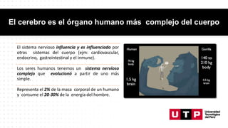 El cerebro es el órgano humano más complejo del cuerpo
El sistema nervioso influencia y es influenciado por
otros sistemas del cuerpo (ejm: cardiovascular,
endocrino, gastrointestinal y el inmune).
Los seres humanos tenemos un sistema nervioso
complejo que evolucionó a partir de uno más
simple.
Representa el 2% de la masa corporal de un humano
y consume el 20-30% de la energía del hombre.
 