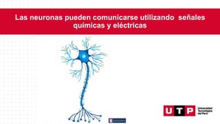 Las neuronas pueden comunicarse utilizando señales
químicas y eléctricas
c
c
 