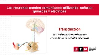 Las neuronas pueden comunicarse utilizando señales
químicas y eléctricas
Transducción
Los estímulos sensoriales son
convertidos en señales eléctricas.
 