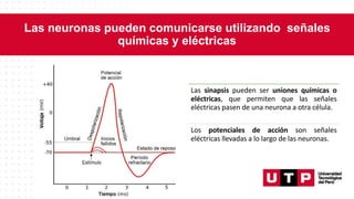 Las neuronas pueden comunicarse utilizando señales
químicas y eléctricas
Las sinapsis pueden ser uniones químicas o
eléctricas, que permiten que las señales
eléctricas pasen de una neurona a otra célula.
Los potenciales de acción son señales
eléctricas llevadas a lo largo de las neuronas.
 