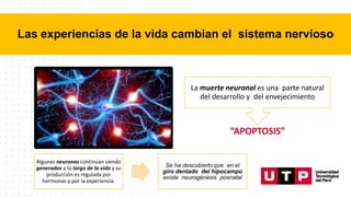 “APOPTOSIS”
La muerte neuronal es una parte natural
del desarrollo y del envejecimiento
Las experiencias de la vida cambian el sistema nervioso
Algunas neuronas continúan siendo
generadas a lo largo de la vida y su
producción es regulada por
hormonas y por la experiencia.
Se ha descubierto que en el
giro dentado del hipocampo
existe neurogénesis posnatal
 