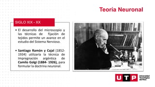 Teoría Neuronal
• El desarrollo del microscopio y
las técnicas de fijación de
tejidos permite un avance en el
estudio del Sistema Nervioso.
• Santiago Ramón y Cajal (1852-
1934) utilizaría la técnica de
Impregnación argéntica de
Camilo Golgi (1884- 1926), para
formular la doctrina neuronal.
SIGLO XIX - XX
 