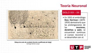 Teoría Neuronal
Dibujo de corte de cerebelo (tinción modificada de Golgi)
Santiago Ramón y Cajal
• En 1935 el embriólogo
Ross Harrisson (1870-
1959) demostraría que
las prolongaciones de
las neuronas,
dendritas y axón, se
encuentran continuas
al cuerpo neuronal y
se desarrollan con el.
SIGLO XIX – XX
 