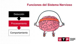 Funciones del Sistema Nervioso
Comportamiento
Procesamiento
Detección
 