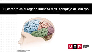 El cerebro es el órgano humano más complejo del cuerpo
 