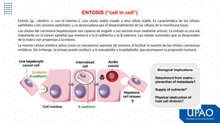 S04 Macrotransporte y Matriz Extracelular 202520 (1).pptx