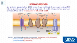 S07 Peroxisomas Mitocondrias 202520 (1).pdf
