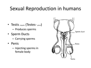 Reproduction in animals | PPTX