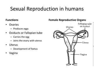 Reproduction in animals | PPTX