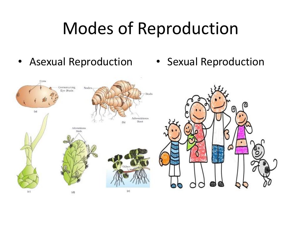 Reproduction in animals