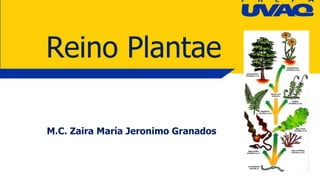 M.C. Zaira María Jeronimo Granados
Reino Plantae
 