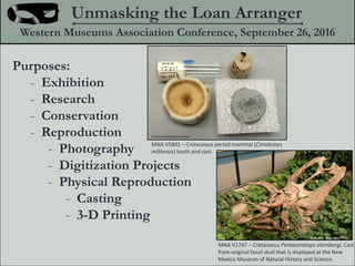 Purposes:
- Exhibition
- Research
- Conservation
- Reproduction
- Photography
- Digitization Projects
- Physical Reproduction
- Casting
- 3-D Printing
Unmasking the Loan Arranger
Western Museums Association Conference, September 26, 2016
MNA V5801 C Cretaceous period mammal (Cimolomys
milliensis) tooth and cast.
? Museum of Northern Arizona
MNA V1747 C Cretaceous Pentaceratops sternbergi. Cast
from original fossil skull that is displayed at the New
Mexico Museum of Natural History and Science.
? Museum of Northern Arizona
 