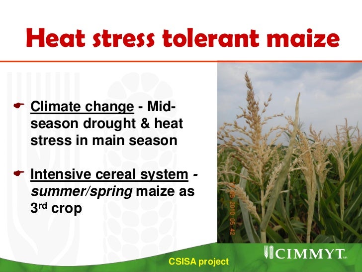 S 1.2 Enhancing climateresilience in tropical maize (Zea may L.)