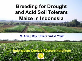 Breeding for Drought
 and Acid Soil Tolerant
  Maize in Indonesia


    M. Azrai, Roy Effendi and M. Yasin




Indonesian Cereals Research Institute
 