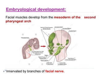 Anatomy of head and scalp.pptx