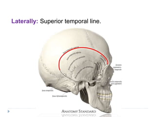 Lower Temporal Anatomy of head and scalp.pptx