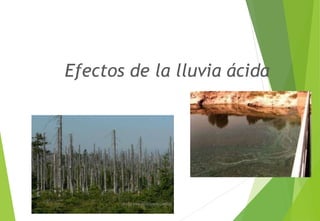 Efectos de la lluvia ácida
M. Cs Irma Mostacero Castillo
 