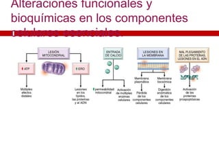 Alteraciones funcionales y
bioquímicas en los componentes
celulares esenciales.
 